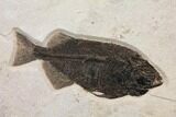 Huge, Fossil Fish (Phareodus) - Exceptional Specimen! #144007-4